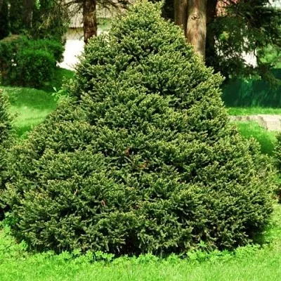 Ель ОЛЕНДОРФИ обыкновенная  Ель ОЛЕНДОРФИ обыкновенная в Кемерово