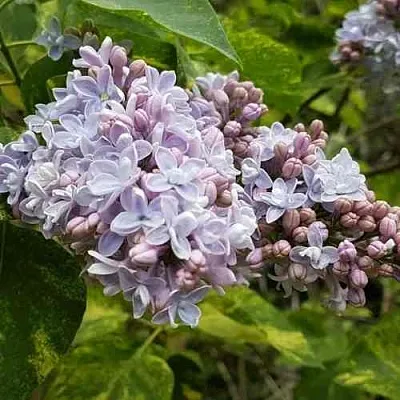 Сирень АУКУБАФОЛИЯ в Кемерово