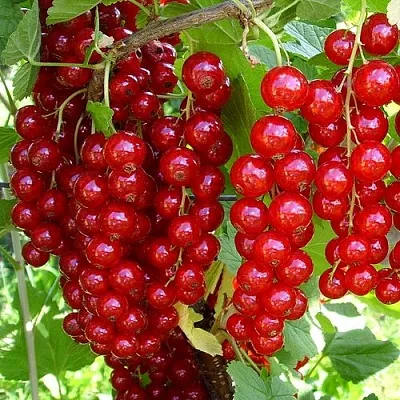 Смородина красная ЙОНКЕР ВАН ТЕТС  Смородина красная ЙОНКЕР ВАН ТЕТС в Кемерово