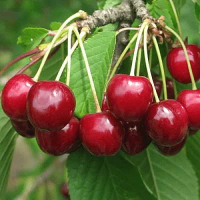 Черешня ГРОНКОВАЯ в Кемерово