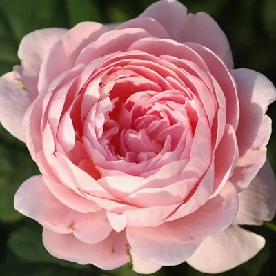 Саженцы роз КУИН ОФ СУИДЕН английская  Саженцы роз КУИН ОФ СУИДЕН английская в Кемерово