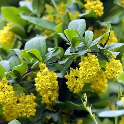 Барбарис корейский  Барбарис корейский в Кемерово