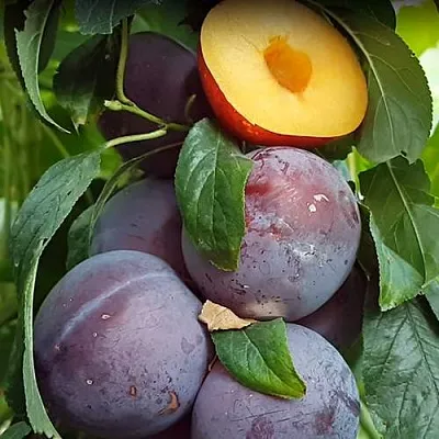 НЕКТАПРИУМ  НЕКТАПРИУМ в Кемерово