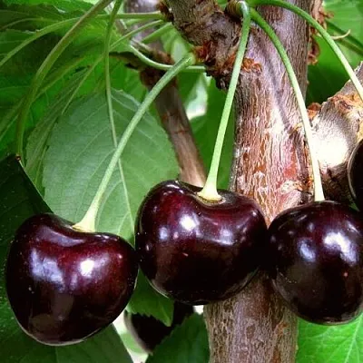 Черешня ДОНЕЦКИЙ УГОЛЁК в Кемерово