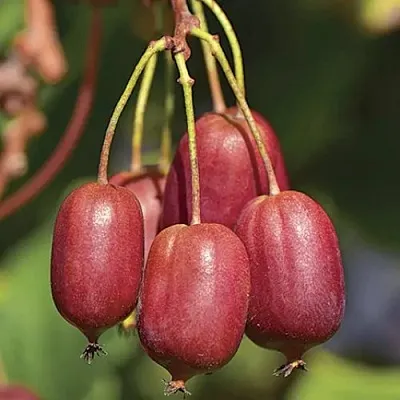 Актинидия СКАРЛЕТ СЕПТЕМБЕР аргута  Актинидия СКАРЛЕТ СЕПТЕМБЕР аргута в Кемерово