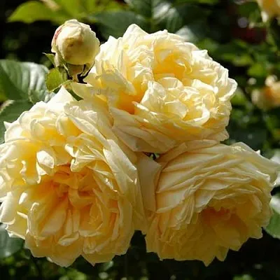 Саженцы роз НАДЯ МЕЙДИЛАНД почвопокровная в Кемерово