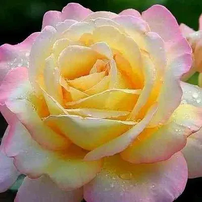 Саженцы роз ГЛОРИЯ ДЕЙ чайно-гибридная в Кемерово