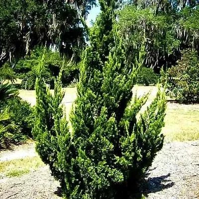 Можжевельник КАЙЗУКА китайский  Можжевельник КАЙЗУКА китайский в Кемерово