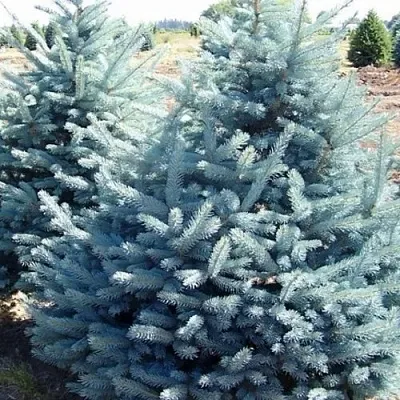 Ель ГЛАУКА колючая  Ель ГЛАУКА колючая в Кемерово