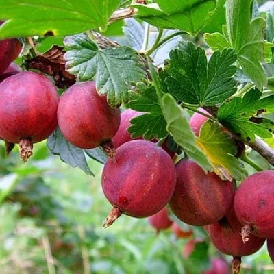 Крыжовник КРАСНОСЛАВЯНСКИЙ  Крыжовник КРАСНОСЛАВЯНСКИЙ в Кемерово