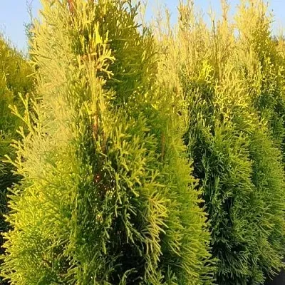 Туя ГОЛДЕН СМАРАГД западная в Кемерово