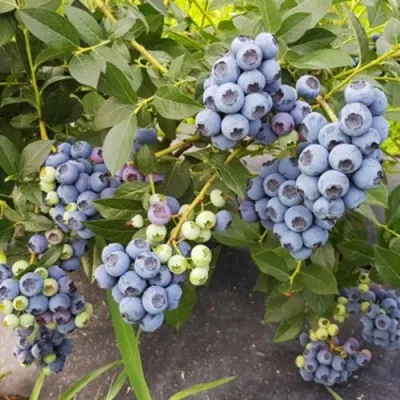 Голубика ОСОРНО — описание сорта Голубика ОСОРНО в Кемерово