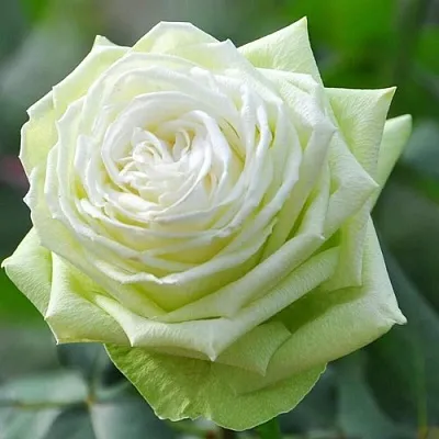 Саженцы роз ВАКАНА японская в Кемерово