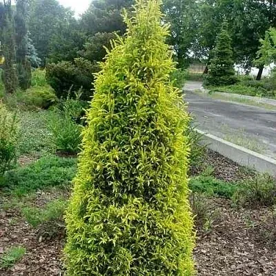 Можжевельник ГОЛД КОН обыкновенный  Можжевельник ГОЛД КОН обыкновенный в Кемерово