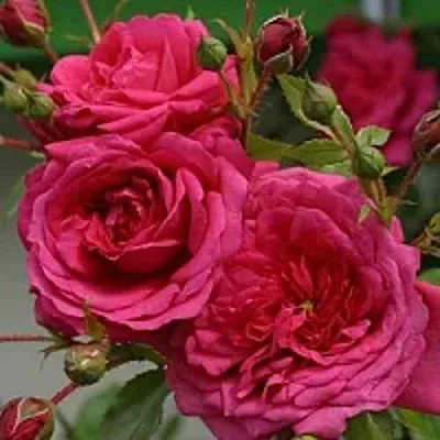 Саженцы роз ЛАГУНА плетистая  Саженцы роз ЛАГУНА плетистая в Кемерово