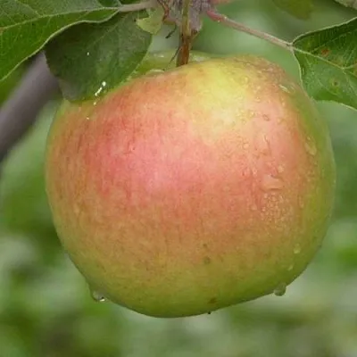 Яблоня БРЯНСКОЕ ЗОЛОТИСТОЕ  Яблоня БРЯНСКОЕ ЗОЛОТИСТОЕ в Кемерово