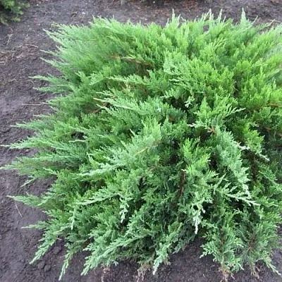 Можжевельник ТАМАРИСЦИФОЛИЯ казацкий  Можжевельник ТАМАРИСЦИФОЛИЯ казацкий в Кемерово