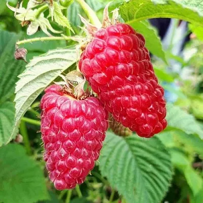 Малина ПШЕХИБА в Кемерово