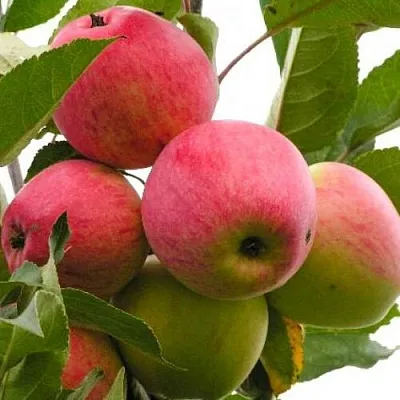 Яблоня МЕЧТА в Кемерово