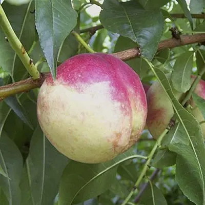 ПИЧЕРИН  ПИЧЕРИН в Кемерово