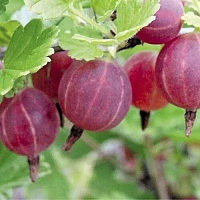 Крыжовник РАВОЛТ  Крыжовник РАВОЛТ в Кемерово