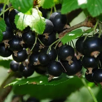 Смородина черная ГЛОБУС в Кемерово