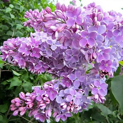 Сирень ОЛЯ  Сирень ОЛЯ в Кемерово