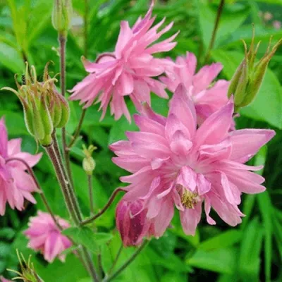 Аквилегия БАРЛОУ ПИНК гибрид МакКаны — описание сорта Аквилегия БАРЛОУ ПИНК гибрид МакКаны в Кемерово