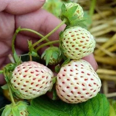 Клубника АНАНАСА ремонтантная — описание сорта Клубника АНАНАСА ремонтантная в Кемерово