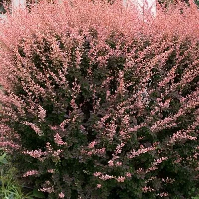 Барбарис РОУЗ ГЛОУ тунберга  Барбарис РОУЗ ГЛОУ тунберга в Кемерово