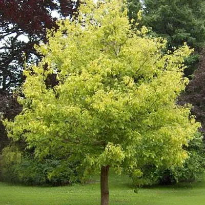 Клен ясенелистный в Кемерово