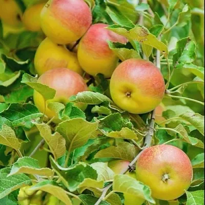 Яблоня ПАМЯТЬ БЛЫНСКОГО колонновидная  Яблоня ПАМЯТЬ БЛЫНСКОГО колонновидная в Кемерово