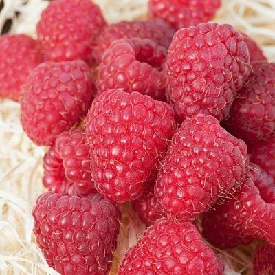 Малина МАРАСТАР в Кемерово