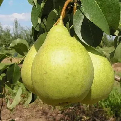 Груша Медовая Колонновидная в Кемерово