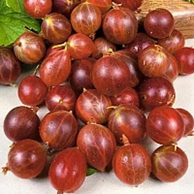 Крыжовник ОЛАВИ (ХИННОНМАЕН ПУНАЙНЕН)  Крыжовник ОЛАВИ (ХИННОНМАЕН ПУНАЙНЕН) в Кемерово