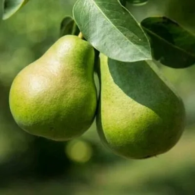 Груша Г-1 колонновидная в Кемерово