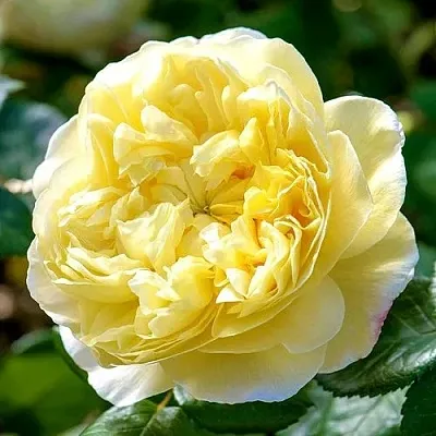 Саженцы роз ЧАРЛЬЗ ДАРВИН английская в Кемерово