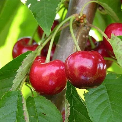 Черешня 15-26-5 в Кемерово