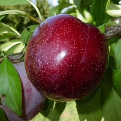 ШАРАФУГА в Кемерово