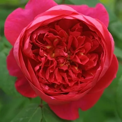 Саженцы роз БЕНДЖАМИН БРИТТЕН шраб  Саженцы роз БЕНДЖАМИН БРИТТЕН шраб в Кемерово