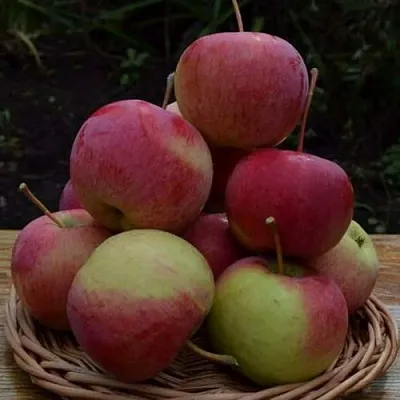 Яблоня РОДНИКОВАЯ  Яблоня РОДНИКОВАЯ в Кемерово