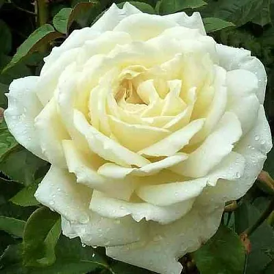 Саженцы роз ЖАННА МОРО чайно-гибридная в Кемерово