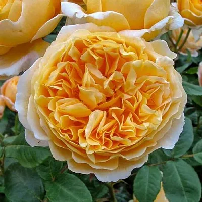 Саженцы роз БЕАТРИС английская в Кемерово