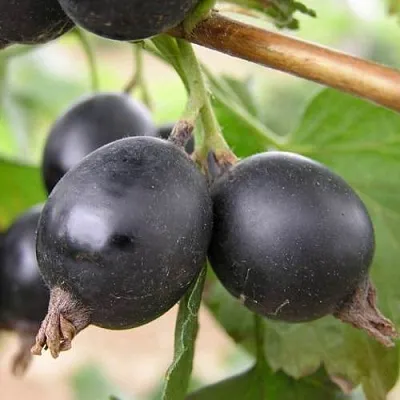 ЙОШТА  ЙОШТА в Кемерово