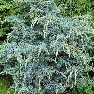 Можжевельник БЛЮ АЛЬПС китайский  Можжевельник БЛЮ АЛЬПС китайский в Кемерово