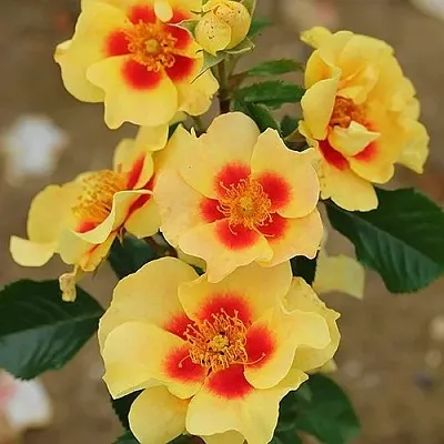 Саженцы роз АЙ ОФ ЗЕ ТАЙГЕР флорибунда в Кемерово