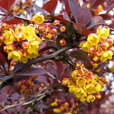 Барбарис СУПЕРБА оттавский   Барбарис СУПЕРБА оттавский  в Кемерово