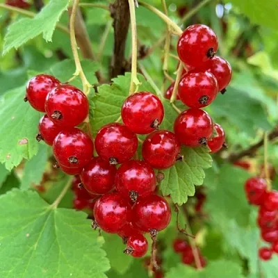 Смородина красная МААРСЕС ПРОМИНЕНТ в Кемерово