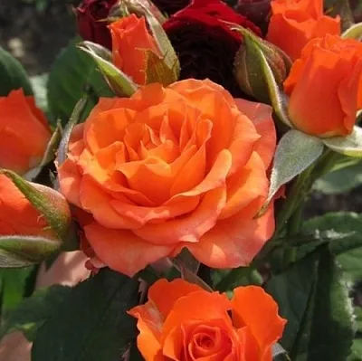 Саженцы роз АЛЕГРИЯ спрей  Саженцы роз АЛЕГРИЯ спрей в Кемерово