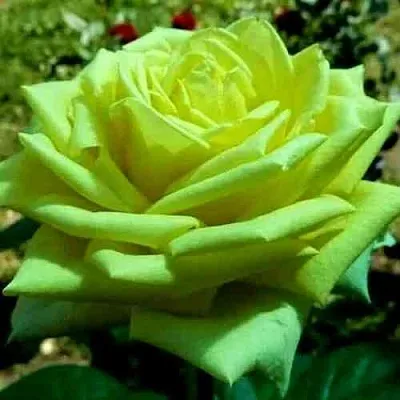 Саженцы роз АМАНДИНА чайно-гибридная в Кемерово